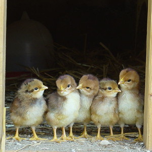 Spring chicks