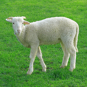 Spring lamb