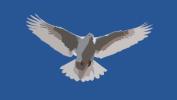 Peace dove